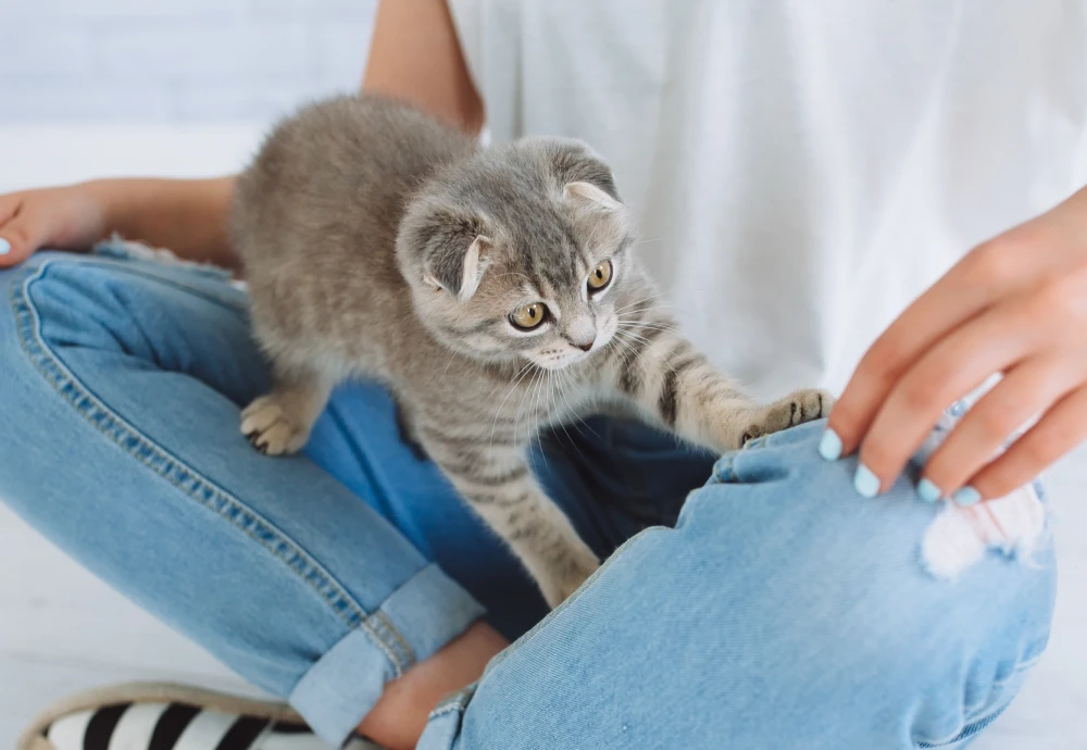 portable pet camera